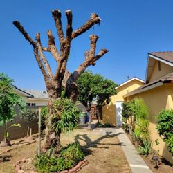 Bustamante Tree Service - Pepper tree (after)