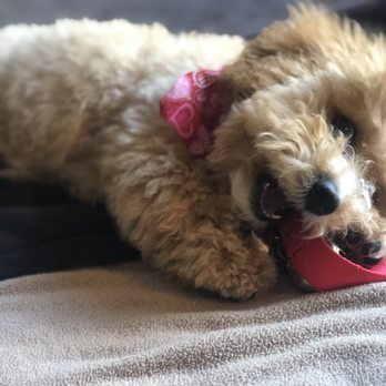 ShamPooches - Pet Groomers Near Me - San Ramon, California ShamPooches - Pet Groomers Near Me - San Ramon, California