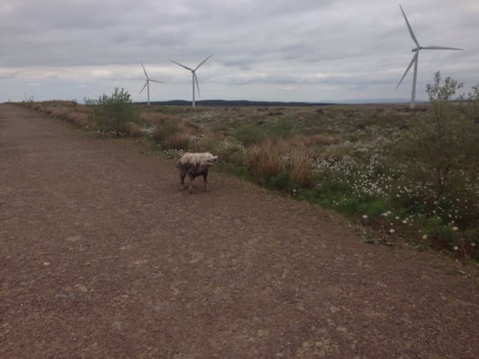 Whitelee wind farm by null