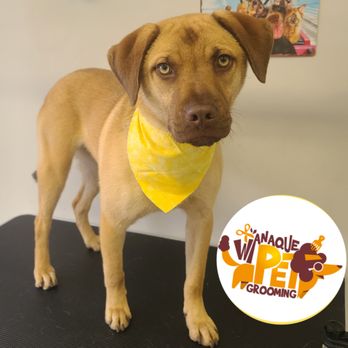 Wanaque Pet Grooming - Pet Groomers Near Me - Wanaque, New Jersey