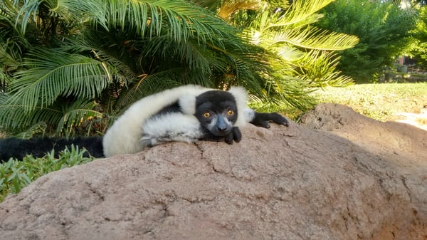 Bioparc Fuengirola by null