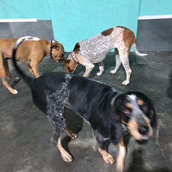 A Pet's Life - Pet Groomers Near Me - Augusta, Georgia