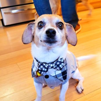 MedVet Chicago - Veterinarians Near Me - Chicago, Illinois MedVet Chicago - Veterinarians Near Me - Chicago, Illinois