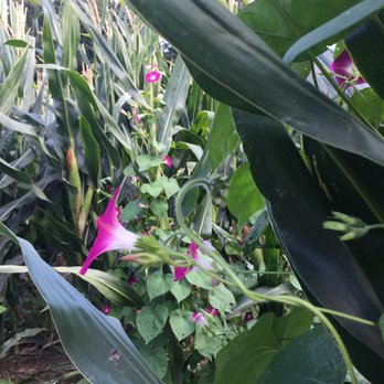 Larry's Produce - Just a pretty picture in the corn maze - Fruits & Veggies Near Me - Fairfield, California Larry's Produce - Just a pretty picture in the corn maze - Fruits & Veggies Near Me - Fairfield, California