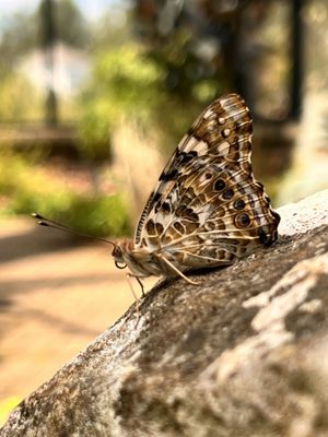 Huntsville Botanical Garden by null