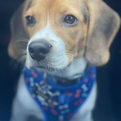 Liz's Pet Grooming - My beagle in for conditioning and to remove the excesses lose hair. Clean ears and short nails for this boy