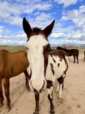 Flying E Ranch by null