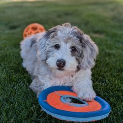 4 Paws 4 Life Animal Rescue - My newest family member from 4 Paws 4 Life