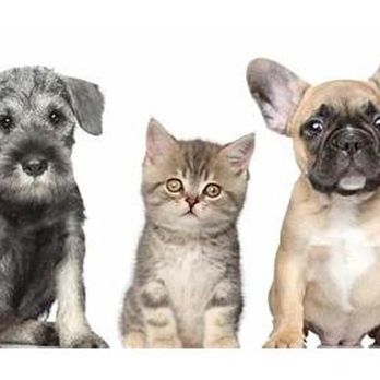 Intercity Veterinary Hospital - Veterinarians Near Me - Everett, Washington Intercity Veterinary Hospital - Veterinarians Near Me - Everett, Washington