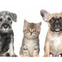 Photo of Intercity Veterinary Hospital
