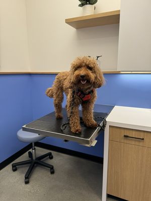 Modern Animal by null