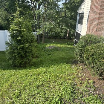 Erick Landscaping - The image shows a backyard area with a large evergreen tree, several other trees with green foliage, and bushes along the side of a house. The house has white siding and brick exterior, with a screened porch or window visible. The yard has grass and ground cover, with sunlight filtering through the trees, creating a natural outdoor setting. - Snow Removal Near Me