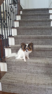 DePass Carpet & Floor by null