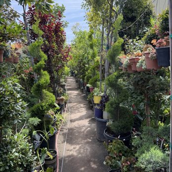 Gonzalez Nursery - Nurseries & Gardening Near Me - Monrovia, California Gonzalez Nursery - Nurseries & Gardening Near Me - Monrovia, California
