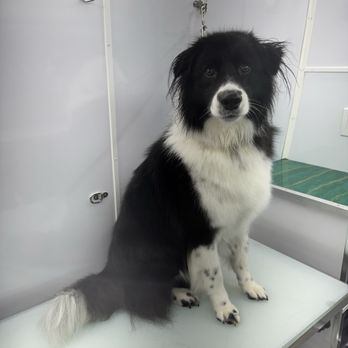 Paws On Time - Pet Groomers Near Me Paws On Time - Pet Groomers Near Me