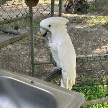 Uncle Sandy's Macaw Bird Park - Animal Shelters Near Me - Pensacola, Florida Uncle Sandy's Macaw Bird Park - Animal Shelters Near Me - Pensacola, Florida