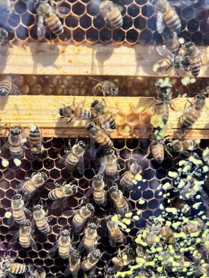 Cape Cod Museum Of Natural History by null