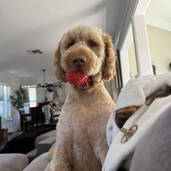Pet-Tech Sitting By Michelle - Overnight Pet sitting for Buck" the golden doodle - Pet Sitting Near Me Pet-Tech Sitting By Michelle - Overnight Pet sitting for Buck" the golden doodle - Pet Sitting Near Me