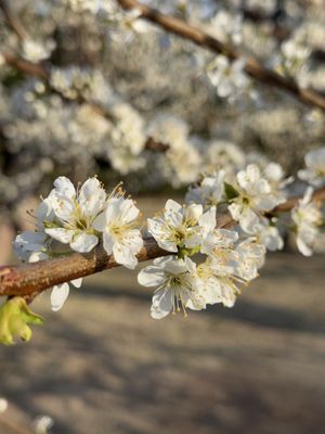 Imperial Palace East National Gardens by null