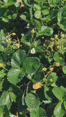 Garden Sweet by null