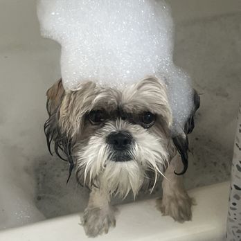Pawfect Express Pet Spa - Pet Groomers Near Me - Montebello, California Pawfect Express Pet Spa - Pet Groomers Near Me - Montebello, California