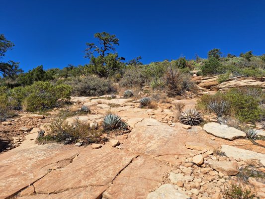 Bear Mountain Trail by null