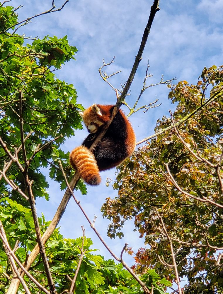 DUBLIN ZOO 297 Photos & 90 Reviews Zoos Phoenix Park, Dublin, Republic of Ireland Phone