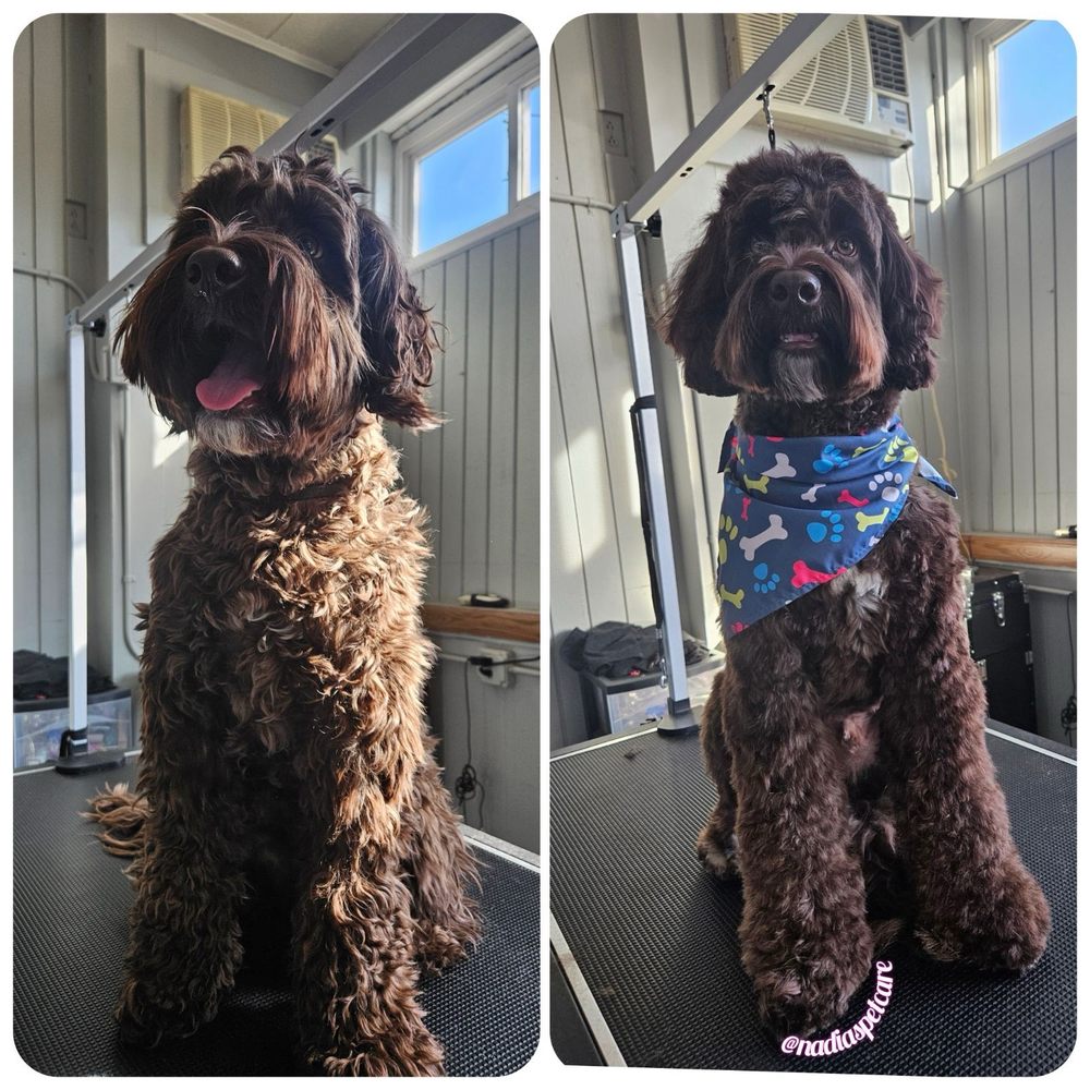 NADIA’S PETCARE GROOMING Updated August 2024 718 Salem St, Malden