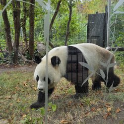 Tiergarten Schönbrunn - Panda up close