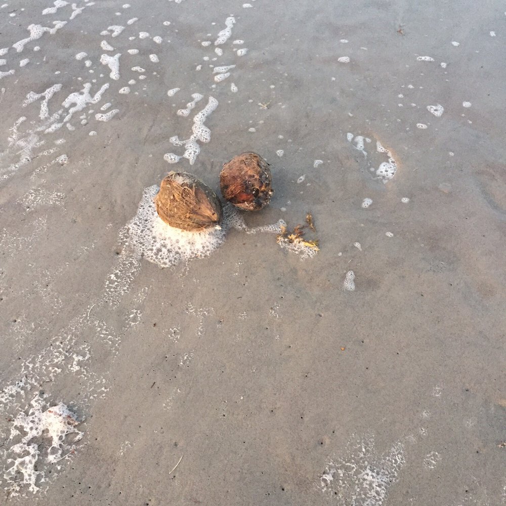 Coconuts On The Beach - Bars Near Me - Cocoa Beach, Florida