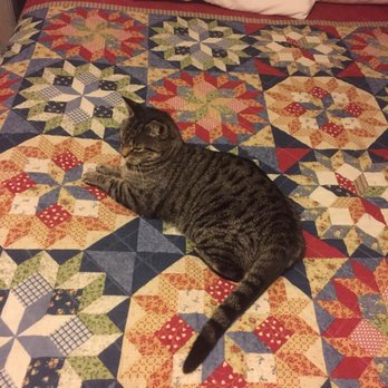 Bluewolf Motel - Great small motel. Extra friendly cat lives there and stayed the night with me. - Hotels Near Me - Oakridge, Oregon