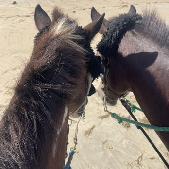 Carabali Rainforest Park - Romance and Bronco having a conversation. - Horseback Riding Near Me - Luquillo, Puerto Rico