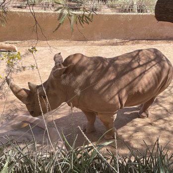 Phoenix Zoo - Rhino!!! - Zoos Near Me - Phoenix, Arizona