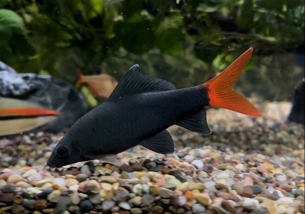 7seas Tropical Fish of San Pedro - koi in San Pedro, CA