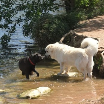Austin Mighty Dog - Day at the Dog Park. - Pet Sitting Near Me - Austin, Texas Austin Mighty Dog - Day at the Dog Park. - Pet Sitting Near Me - Austin, Texas
