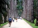 Botanical Garden of Rio de Janeiro by null