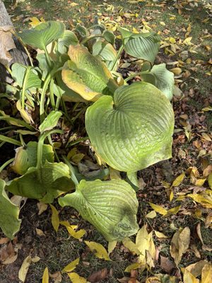 Halifax Public Gardens by null