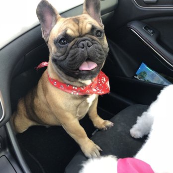 Guau Pet Grooming Spa - Pet Sitting Near Me - Markham, Ontario