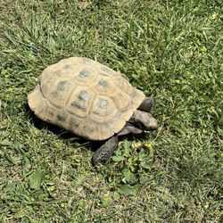 Eastlake Middle School - One of the teacher's turtles