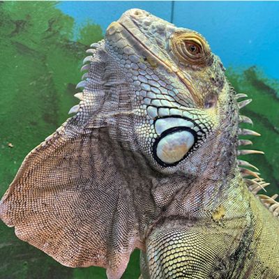 Santa Fe Reptile and Bug Museum by null