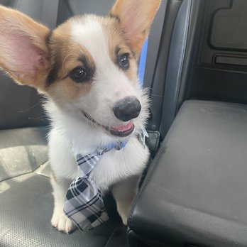 Healthy Spot - Long Beach - Brando at 3 months after his grooming services with Erica. Love his new tie! - Pet Sitting Near Me - Long Beach, California
