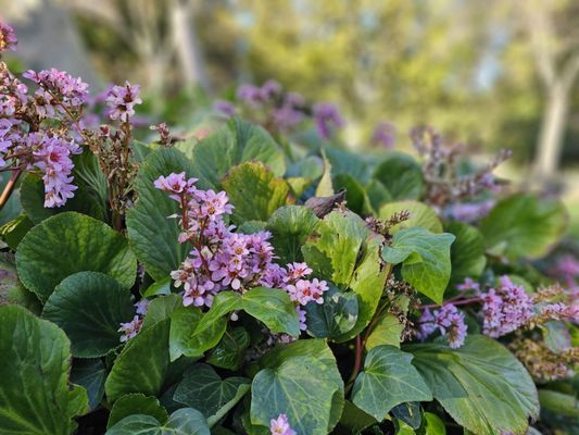 Japanese Friendship Garden by null