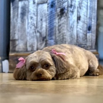 Pets R People 2 - Pet Groomers Near Me - Hemet, California Pets R People 2 - Pet Groomers Near Me - Hemet, California
