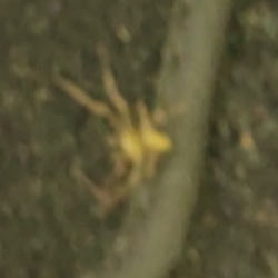 A spider that bit me within minutes of picking up the car. The bite required me to cancel my trip and became infected.