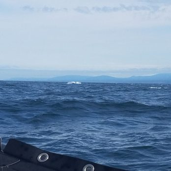 BC Whale Tours - Whale Watching Tours Near Me - Victoria, British Columbia