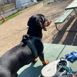 Walter Reed Dog Park - Koji