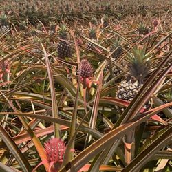 Another pink pineapple view