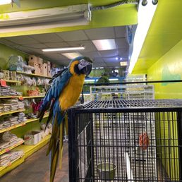 Parrot Parrot