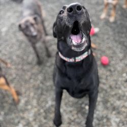 Doggie Dog World - Sophie is going to get the ball!