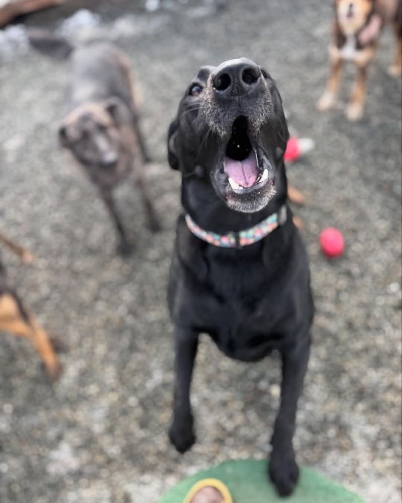 Doggie Dog World - pet boarding facility in Anchorage, AK